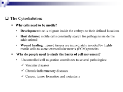 The Cytoskeleton: