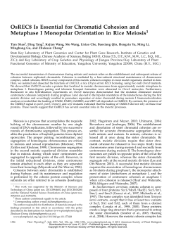 OsREC8 Is Essential for Chromatid Cohesion and Metaphase I