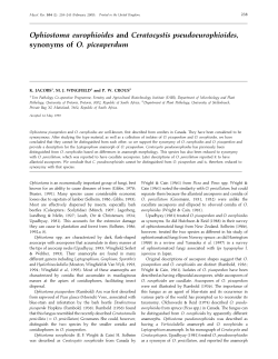 Ophiostoma europhioides and Ceratocystis