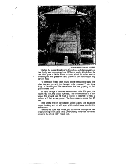 Largest Sycamore Tree in State