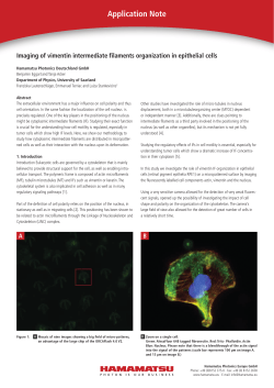 Imaging of vimentin intermediate filaments