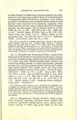 175 the base, fronds 1-2 inches long coriaceous glabrous pinnated