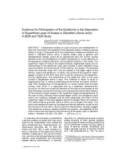 Evidence for participation of the epidermis in the