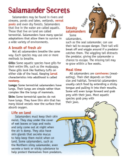 Salamander Secrets - Fish and Boat Commission