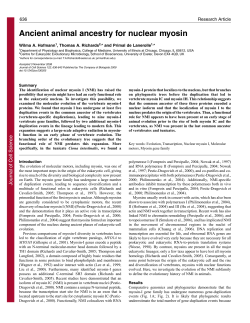 Ancient animal ancestry for nuclear myosin