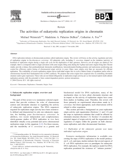 The activities of eukaryotic replication origins in