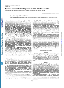 Adenine Nucleotide Binding Sites on Beef Heart F1-ATPase