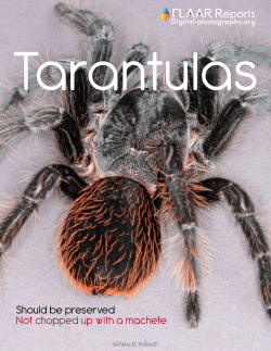 Tarantulas Guatemala need protection FLAAR Report Nicholas
