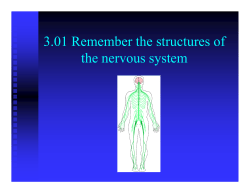 3.01nervous System Structures