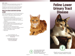 Feline Lower Urinary Tract Disease
