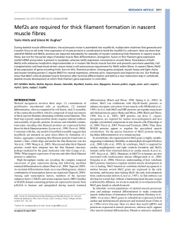 Mef2s are required for thick filament formation in nascent muscle fibres