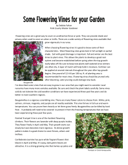Some Flowering Vines for your Garden