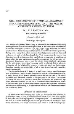 gill movements of nymphal ephemera danica