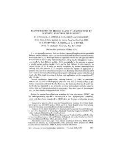 identification of human b and t lymphocytes by