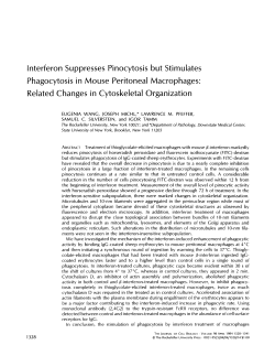Interferon Suppresses Pinocytosis but Stimulates Phagocytosis in