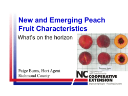 New and Emerging Peach Fruit Characteristics