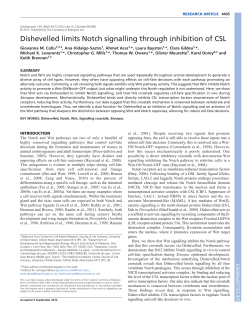 Dishevelled limits Notch signalling through inhibition