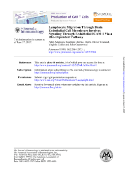 Lymphocyte Migration Through Brain Endothelial Cell Monolayers