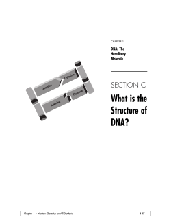 What is the Structure of DNA?