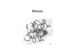 Meiosis I