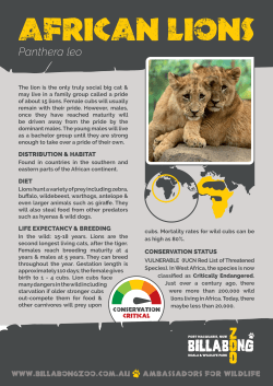 BZ001_African_Lions_A3_Jan17_v4