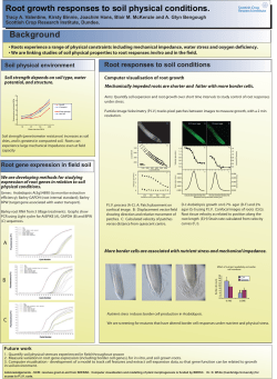 Root growth responses to soil physical conditions