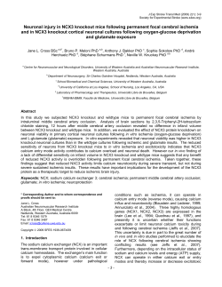 The role of the sodium calcium exchanger 3 (NCX3) protein in