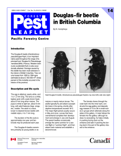 Douglas-fir beetle - University of British Columbia