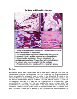 Cartilage and Bone Dev