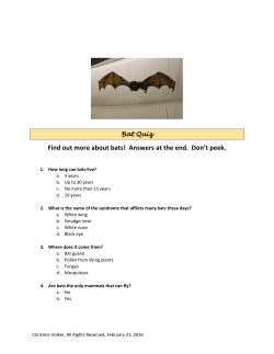 Bat Quiz