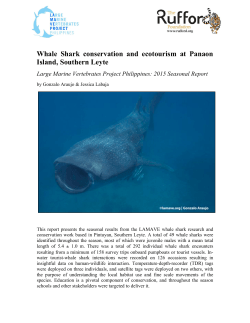 Whale Shark conservation and ecotourism at Panaon Island