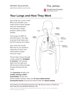 Your Lungs And How They Work - Patient Education