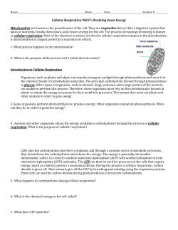 Cellular Respiration WKST: Breaking down Energy Mitochondria are