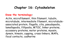 Chapter 16: Cytoskeleton