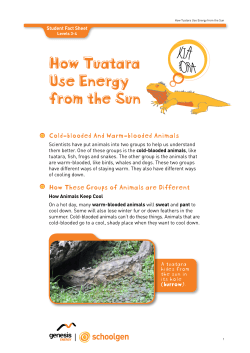 How Tuatara Use Energy from the Sun
