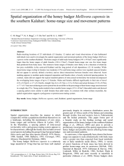 Spatial organization of the honey badger Mellivora capensis in the