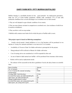 dairy farm with fifty murrah buffaloes