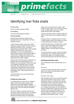 Identifying liver fluke snails - Primefact 476