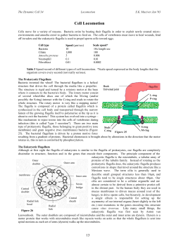 Cell Locomotion