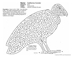 California Condor - The Peregrine Fund