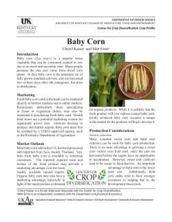 Baby Corn - University of Kentucky