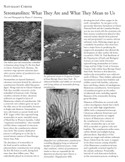 Stromatolites: What They Are and What They Mean