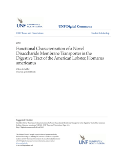 Functional Characterization of a Novel Disaccharide Membrane
