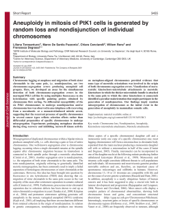 Aneuploidy in mitosis of PtK1 cells is generated by random loss and