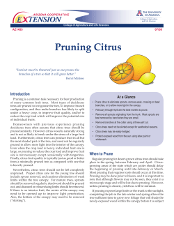 Pruning Citrus - The University of Arizona Extension