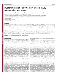 Myoferlin regulation by NFAT in muscle injury, regeneration and repair