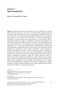 Spermatogenesis - Department of Genetics