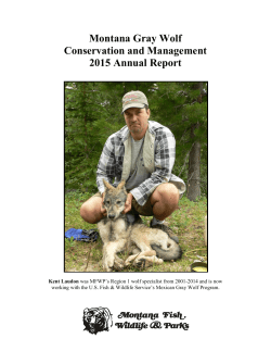 Montana Gray Wolf Conservation and Management