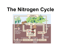 The Nitrogen Cycle - Biology with Ms. Murillo