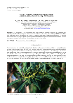 Status and distribution in Singapore of Ficus crassiramea